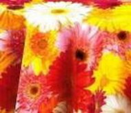 FLORISTA